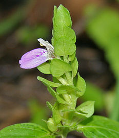 Justicia glauca in Hyderabad, India