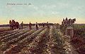 Potato harvesting in 1909