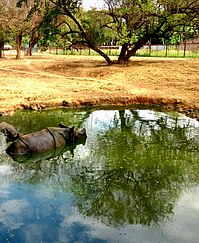 One Horned Rhino in Water Puddle during Summer at Patna Zoo