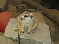 Image:Suricata suricatta at National Zoo.jpg