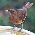 Clay-coloured thrush