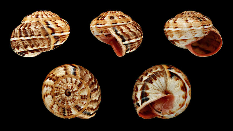 File:Theba pisana minor 01.JPG