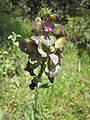 Verbascum bugulifolium inflorescence Turkey - Princes' Islands Büyükada