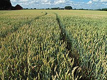 Coltivazione intensiva di grano a Lund, Svezia.