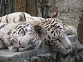 White Tigers at Bannerghatta National Park