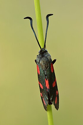 Six-spot burnet