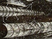 Sezione lucida di calcare a Orthoceras, dal Siluriano superiore-Devoniano inferiore di Erfoud (Marocco).[N 6]