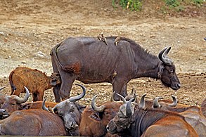 Two-week-old calf suckling At Kazinga Channel in Uganda