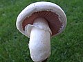 Agaricus bisporus