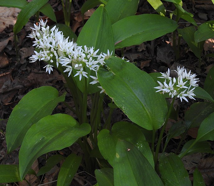 File:Allium ursinum RF.jpg