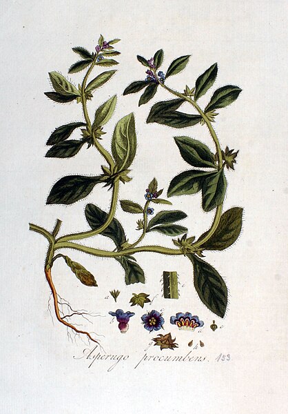 File:Asperugo procumbens — Flora Batava — Volume v2.jpg