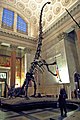 Barosaurus (Sauropoda)