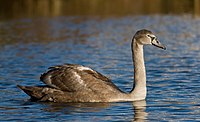 Juna muta cigno (Cygnus olor) proksime al Helsinko, Finnlando