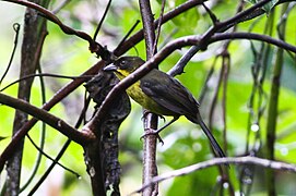 Dusky-headed Brush-finch (8079919489).jpg