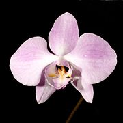 Phalaenopsis sanderiana