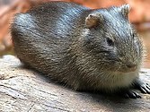 Cavia aperea