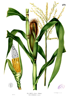 Zea mays Blanco2.279.png