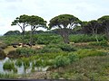 Kalogria (Prokopos) Lagoon Shore