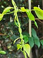 Foliage: the young leaves (not shown) are brown-tinted