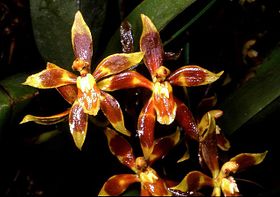 Odontoglossum cruentum