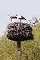 Ooivaarsnest in Nederland