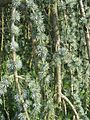 'Glauca Pendula' in Arboretum de la Vallée-aux-Loups