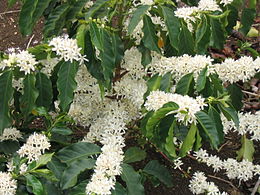 Az arab kávé (Coffea arabica) virágzó ágai