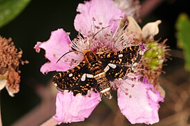 Nirhiäinen (Thyris fenestrella)