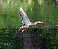 Seite 17: File:Female_Mallard_on_Lift_Off.jpg Autor: Keith (http://www.flickr.com/people/24961289@N06) Lizenz: CC BY 2.0