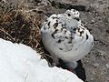 冬羽のライチョウのメス、御嶽山（長野県王滝村）