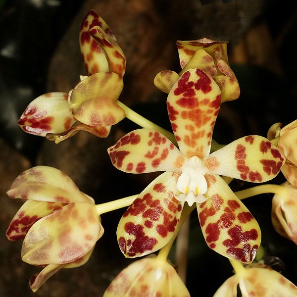 File:Phalaenopsis doweryensis Orchi 003.jpg