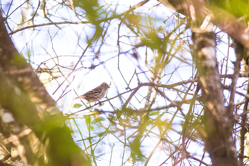 File:Pine Siskin (23323332662).jpg