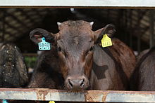 Japanese wagyu bull