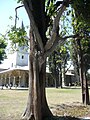 Two different trees intergrown