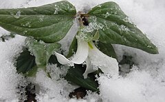 Description de l'image Trillium nivale emergent small.jpg.