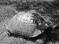 Galapagos tortoise