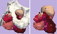 Left: Three-dimensional model of levator ani subdivisions including the pubic bone and pelvic viscera. Right: The same model without the pubic bone.