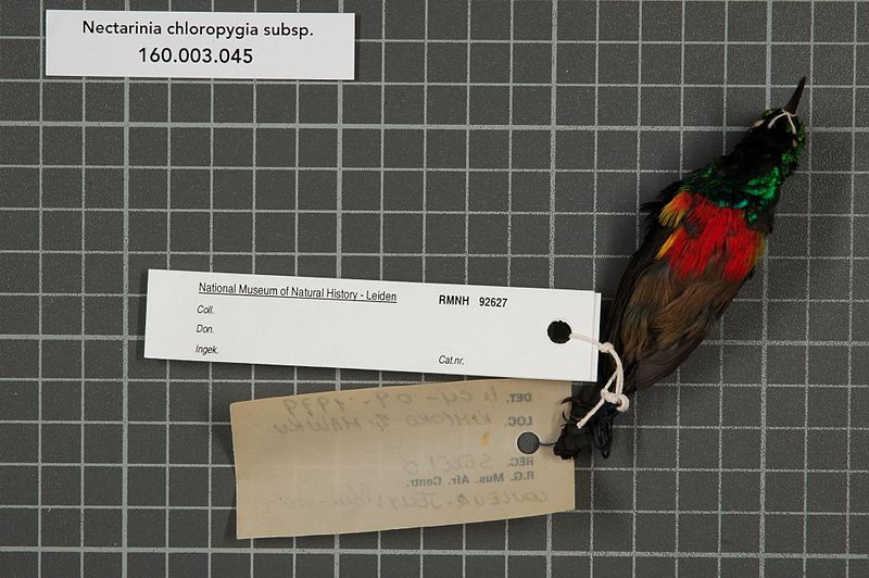 File:Naturalis Biodiversity Center - RMNH.AVES.92627 2 - Nectarinia chloropygia subsp. - Nectariniidae - bird skin specimen.jpeg