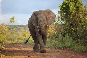 Afrikanischer Elefant im Akagera-Nationalpark