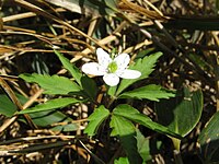 Anemone debilis