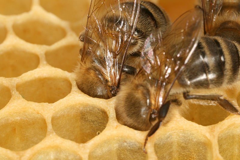 File:Apis mellifera carnica worker honeycomb.jpg