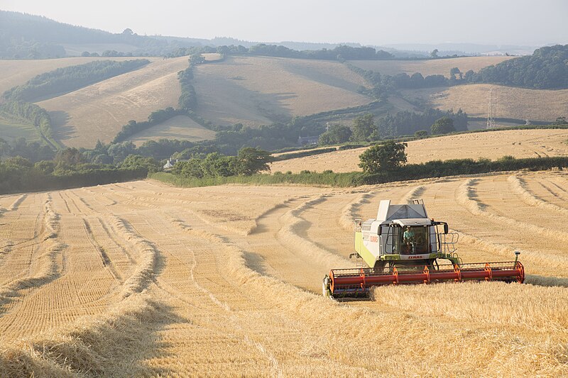 File:Barley harvest in Ashcombe, Devon.jpg