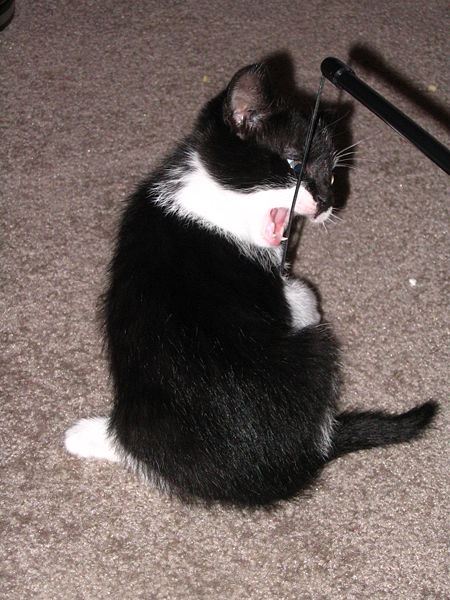 File:Black and white kitten biting lure from back.jpg