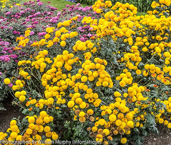 File:Botanic Gardens Glasnevin (9922355675).jpg