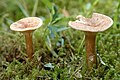 Clitocybe bresadolana