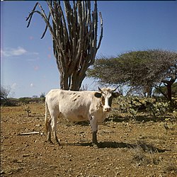 A cow on the former plantation