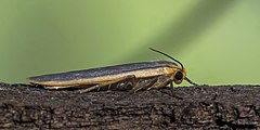 Description de l'image Common footman (Eilema lurideola).jpg.