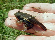 Young frog with a stumpy tail, metamorphosis nearly complete