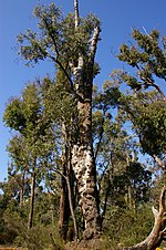 Thumbnail for Eucalyptus marginata