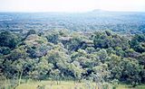 Forest Kakamega, Kènia